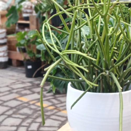 Euphorbia tirucalli - Cactus crayon