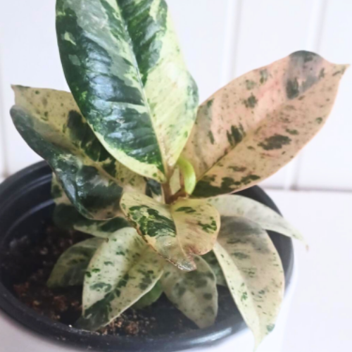 Ficus elastica 'Shivereana Moonshine'