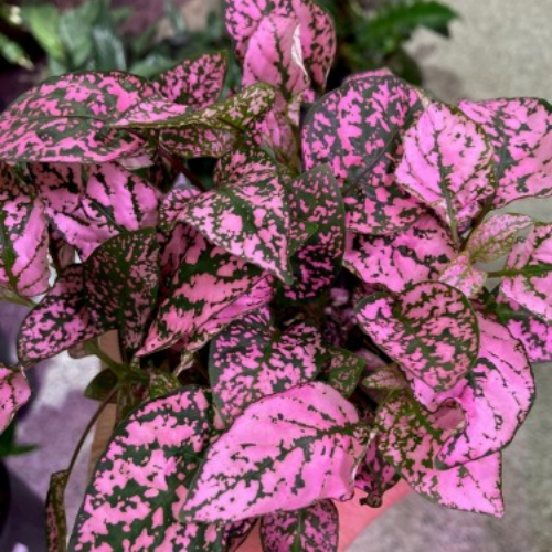 Hypoestes phyllostachya 'Pink Splash'