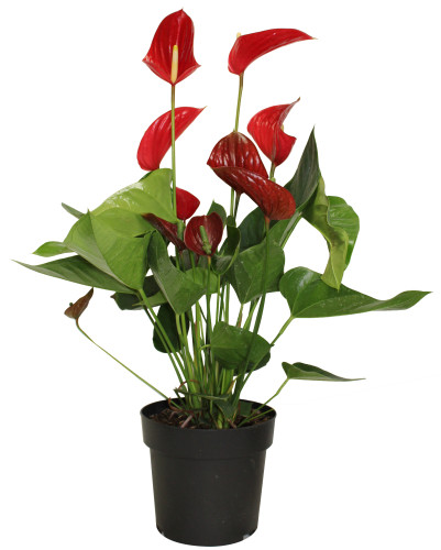 Anthurium andrenum 'Felicita' - 8"