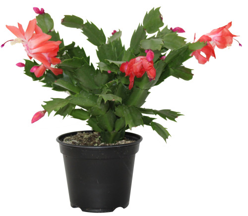 Cactus de Noël - Schlumbergera x buckleyi - pot 4''