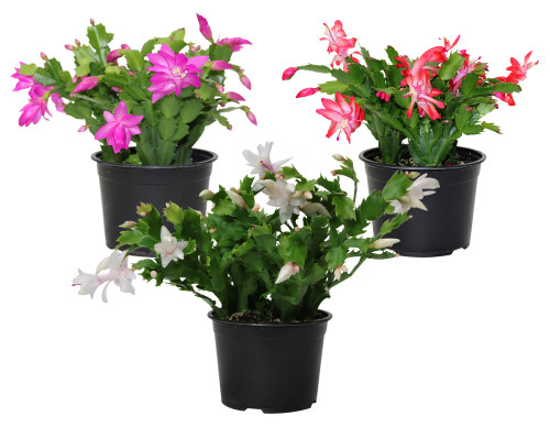 Cactus de Noël - Schlumbergera x buckleyi - pot 6"