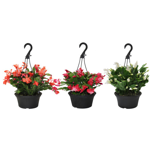 Cactus de Noël- Panier suspendu - 8"