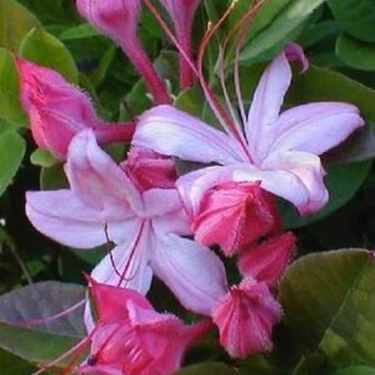 Azalea 'Weston's Lollipop' - 2g