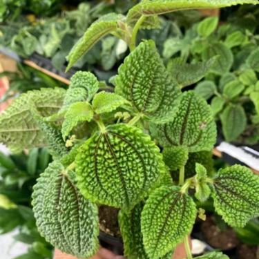 Pilea mollis 'Moon Valley' - Pilea involucrata '