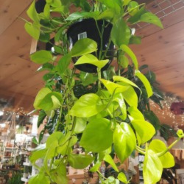 Pothos 'Neon' - 8" panier suspendu