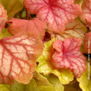 Heuchera 'Champagne' - 1g