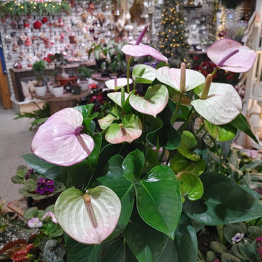 Anthurium andrenum 'Laguna' - 8"