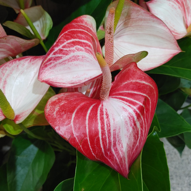 Anthurium andrenum 'Livium' - 8"