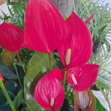 Anthurium andreanum 'Delicata' - 8"