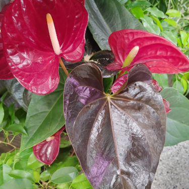 Anthurium 'Andreanum Red' - 6"