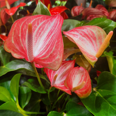Anthurium Andreanum bicolor - 6"