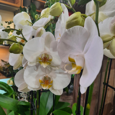 Orchidées Magnifica 2 tiges florales - Pot 5"