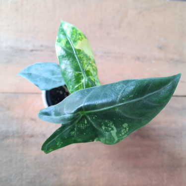 Alocasia longiloba Variegata - 4"