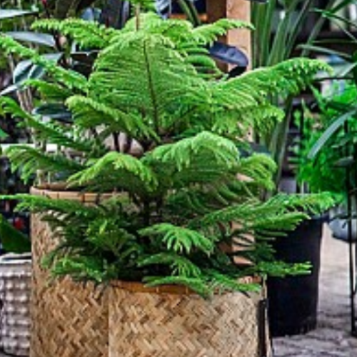 Araucaria heterophylla - Pin de Norfolk