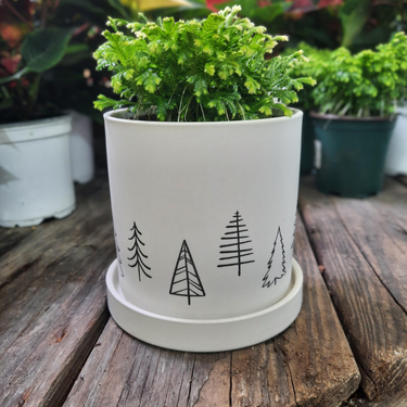 Pot 'sapins minimalistes' - 4"