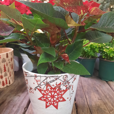 Pot Dallas "étoile rouge" - 5"