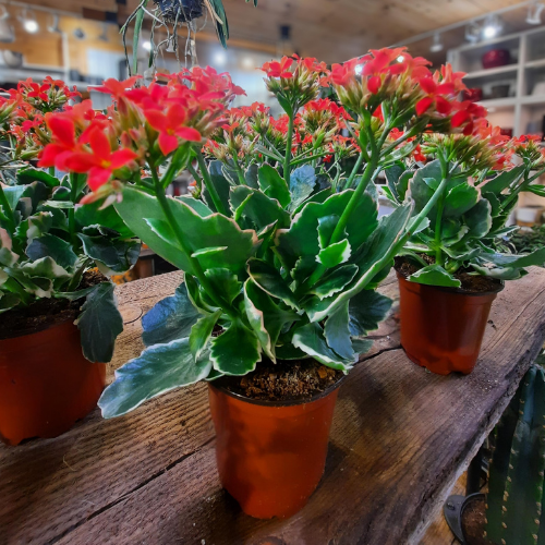 Kalanchoe 'Kandy kane' - 4"