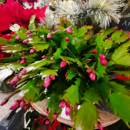 Cactus de Noël 'Pan' - 8"