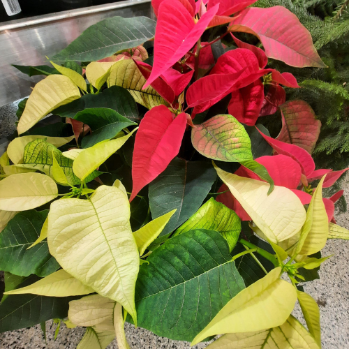 Poinsettia tricolor  - 10"