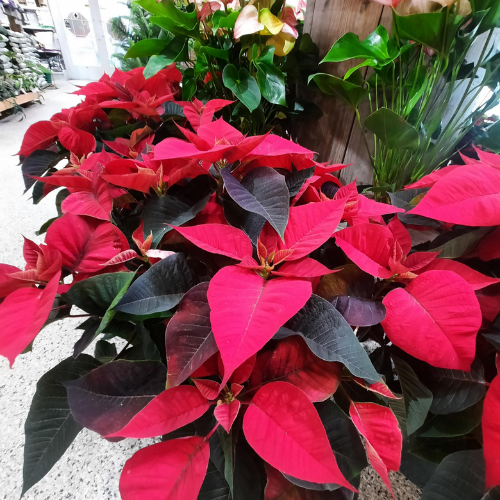 Poinsettia - 10"