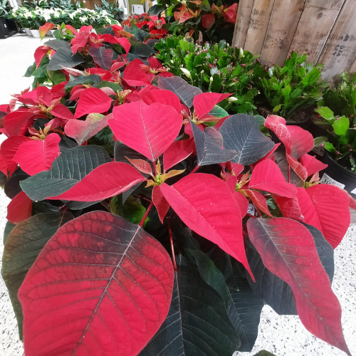 Poinsettia - 8"