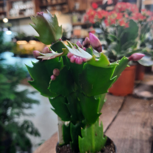 Cactus de Noël - zygocactus - 2,5"