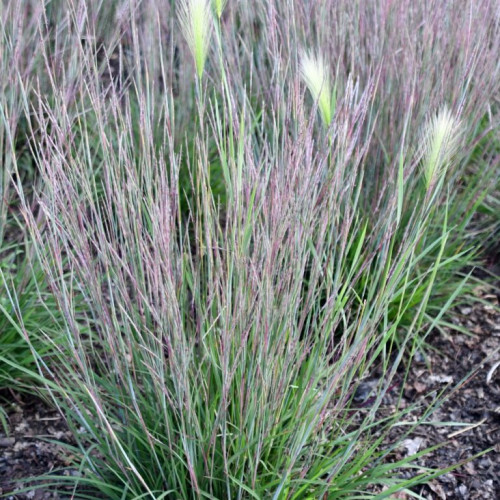 Schizachyrium scoparium 'Little Red Fox' - 1g
