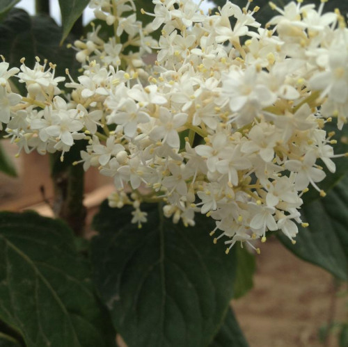 Syringa reticulata 'Ivory Pillar' 