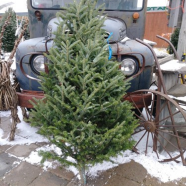 Sapin Fraser Premium