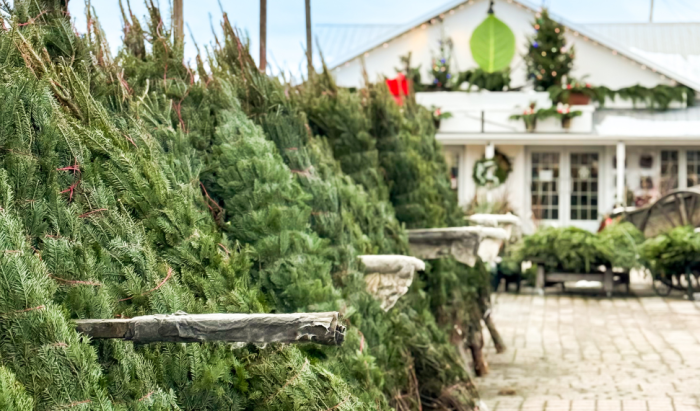 Choisir le bon sapin naturel : notre expertise à votre service