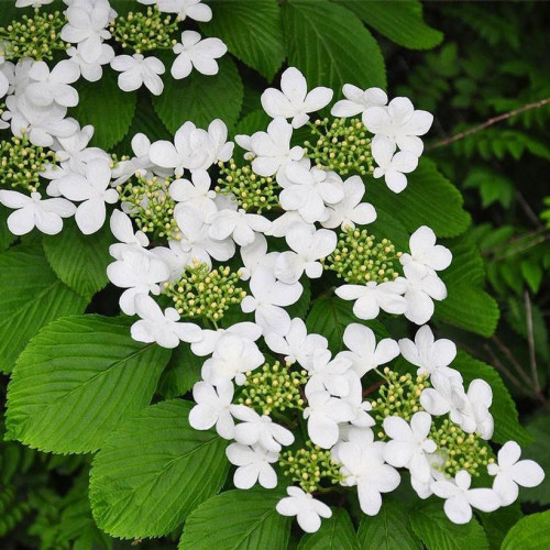 Viburnum plicatum tomentosum 'Watanabe' - 2g