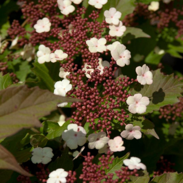 Viburnum sargentii 'Onondaga'