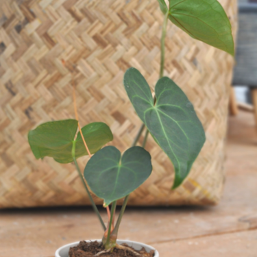 Anthurium X 'Pterodactyl '