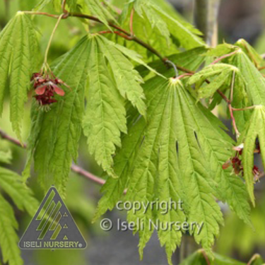 Acer japonicum ' Rising Sun' -15 gallons