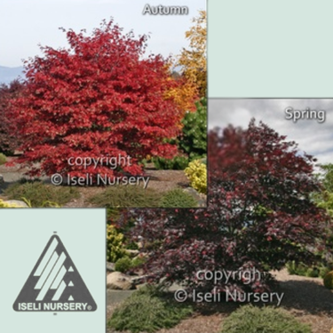 Acer japonicum 'Sherwood Flame' - 15 gallons
