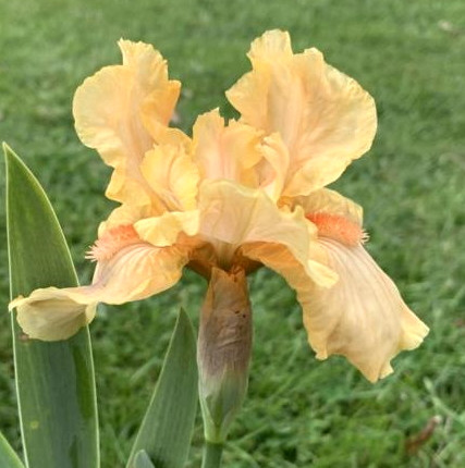 Iris germanica 'Midwest Star' - 1g