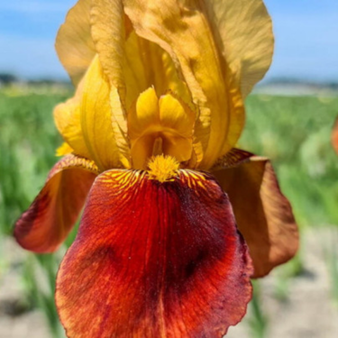 Iris germanica 'Caligula' - 1g