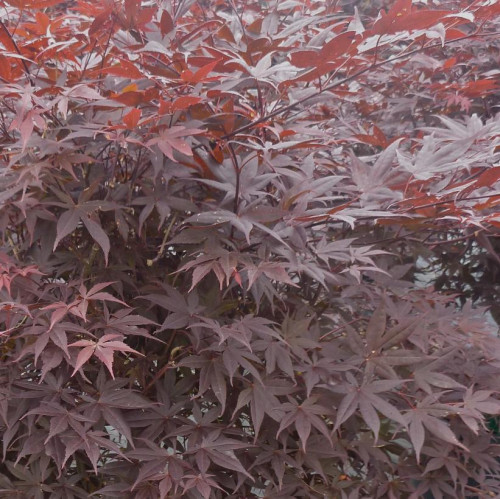 Acer palmatum 'Atropurpureum' - 120cm en pot