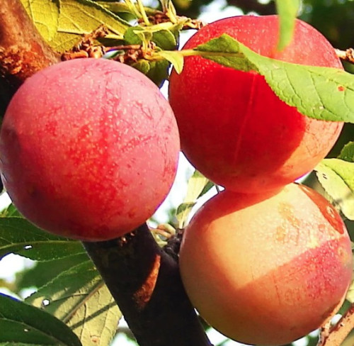 Prucot 'Northern Sunset'  - 150cm