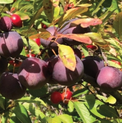 Prune-cerise 'Kappa' - Chums - 150cm