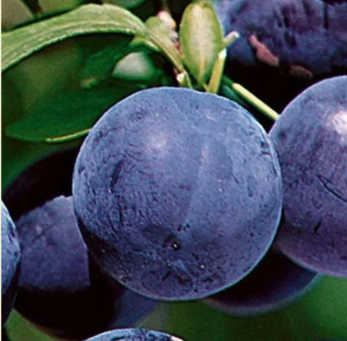 Prune-cerise 'Sapalta' - Chums - 150cm