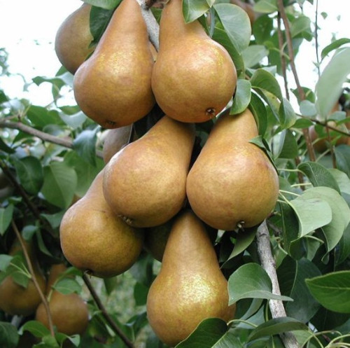 Poirier 'Bosc' - 150cm