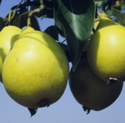 Poirier 'Early Gold'  - 150cm