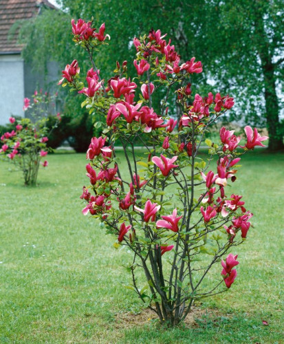 Magnolia soulangiana 'Genie'