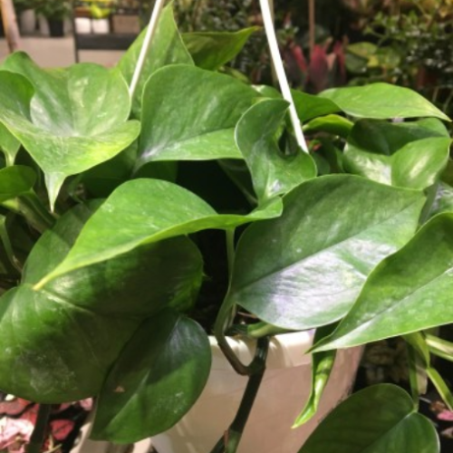 Scindapsus aureus 'Jade'