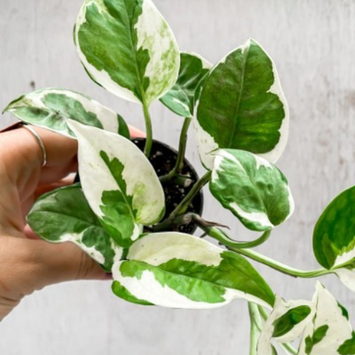 Scindapsus aureus 'Pearls N Jade'