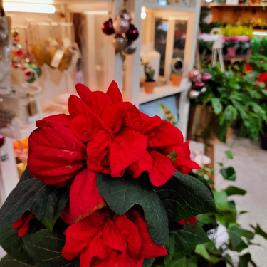 Poinsettia 'Winter Rose' - Rouge