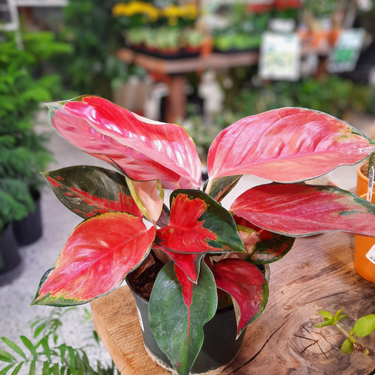 Aglaonema commutatum 'Star King' - 6"