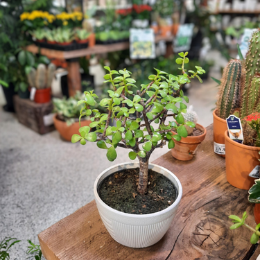 Jade bonsai - portulacaria - 6"
